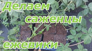 Как сделать осенний саженец ежевики. Наличие сортов на осень 2020 года!