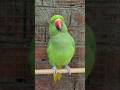 #youtubeshorts #shortsfeed #viralshorts #trendingshorts #funny #viralvideo #parrot #shortvideo