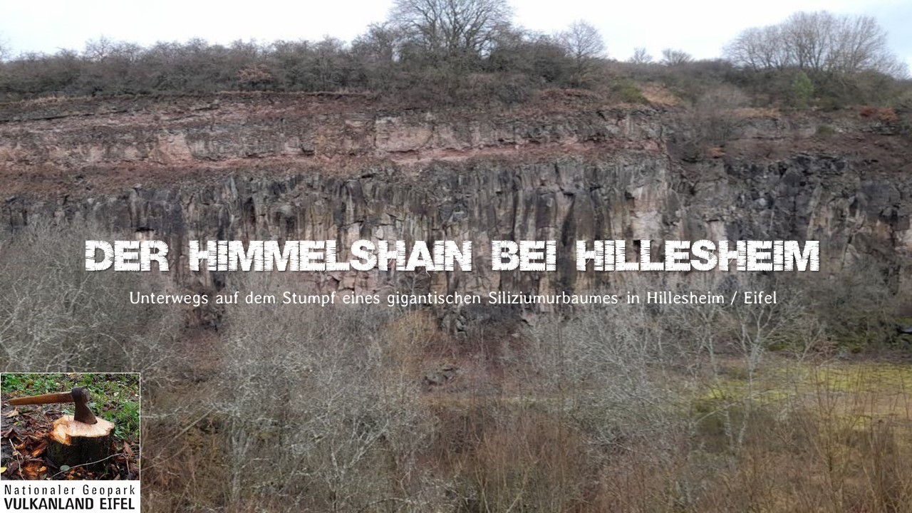 Der Himmelshain bei Hillesheim - Gigantischer Mutterbaum der Siliziumzeit