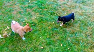 AKC Shiba Inu Puppies play time. High energy. Hunting dogs. by Shiba Inu 296 views 7 years ago 1 minute, 12 seconds