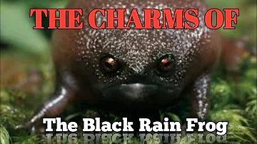 LIFE CHARACTER OF THE "BLACK RAIN FROG" #rainfrog #blackrainfog #EcoExplorerVibes
