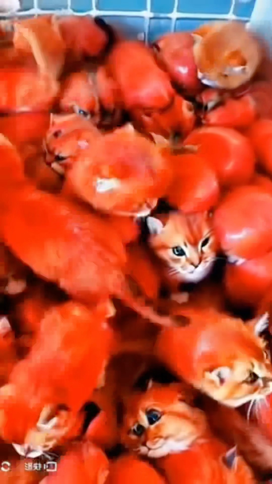 CHOTU KA ANIMAL TOMATO #shorts @FACTFIREKING