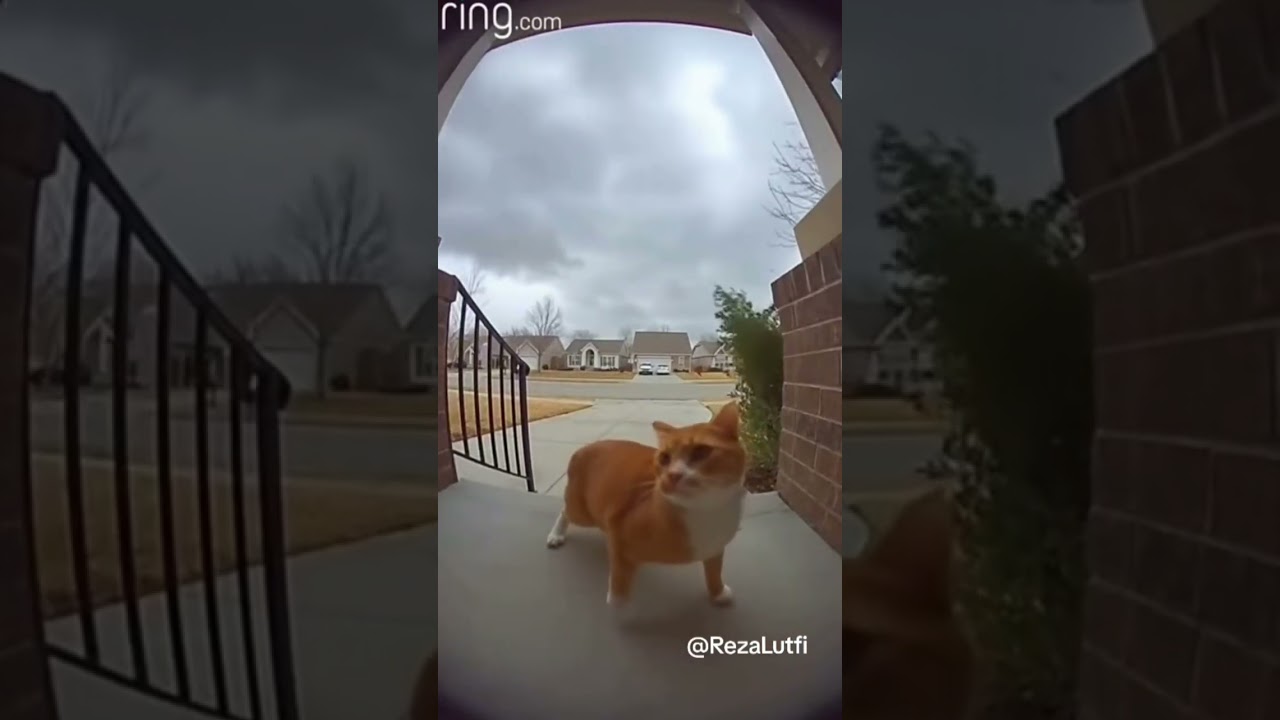 Pobre gato es absorbido por un tornado gigante