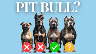 Which Dog Breeds Are ACTUALLY 'Pitbulls'?