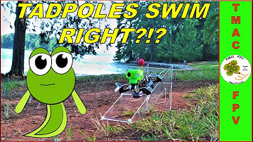 Micro FPV Drone Build - Armattan Tadpole (BETAFLIGHT SETUP and TUNE!)