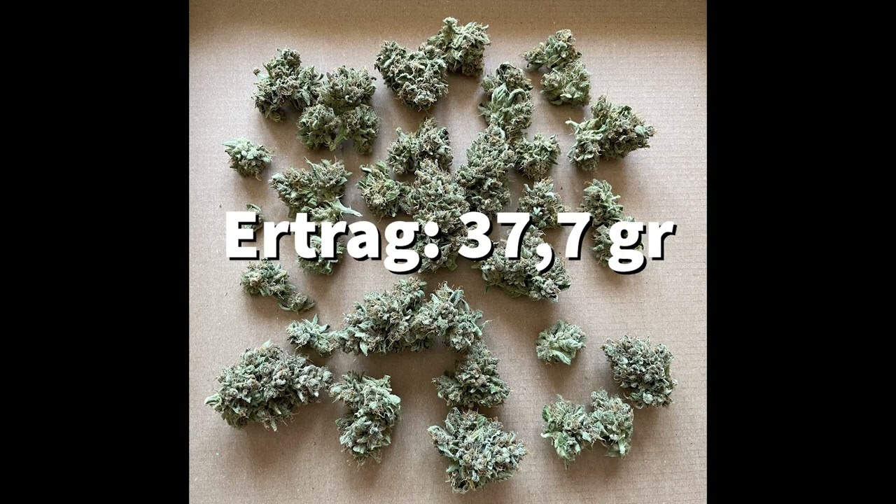 Dutch Passion   Auto Orange Bud