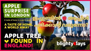 Discovering an Apple Tree in England: A Rare Sight for Malayalis | BlightyDays