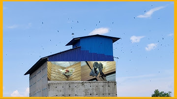 Cambodian Swiftlet Farming | House Of Bird