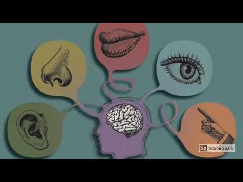 Что такое ощущения? Виды ощущений.