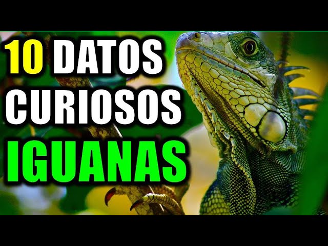 10 Datos Curiosos de las Iguanas Verdes - ¿Sabías que tienen 3 ojos?