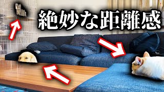 リビングで仲良く(?)過ごしてた3匹