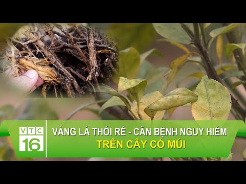 Video: Vấn đề về lá có múi - Lá rụng trên cây có múi