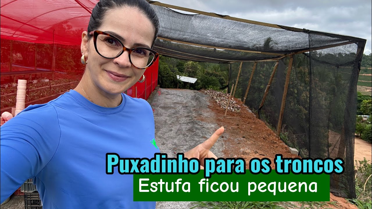 Estufa de produção já ficou pequena,tirando mudas dos canteiros 