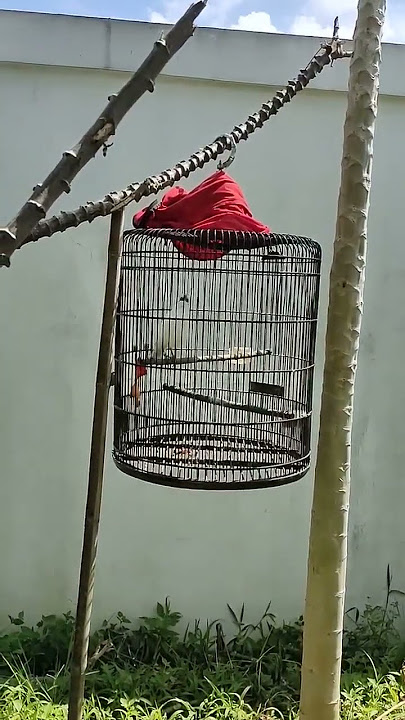 jalak bali kalo kalo dengar suara ribut