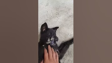 Chó mông cộc đen lưỡi thép quá đẹp