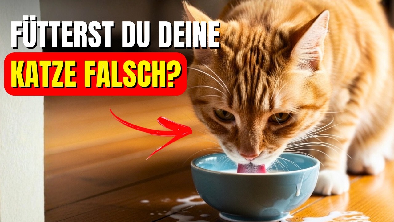10 Fehler, die Sie beim Füttern Ihrer Katze machen