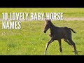 10 Lovely Name Ideas For Baby Horses
