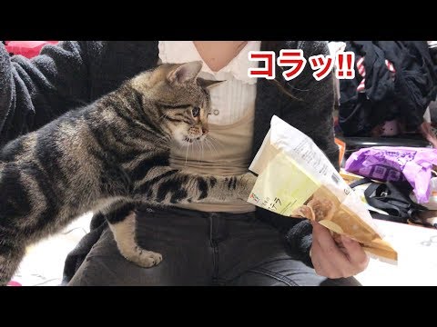 妹が食べてるおやつの全てを奪いに来てしまった猫ｗ
