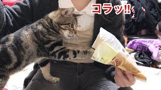 妹が食べてるおやつの全てを奪いに来てしまった猫ｗ