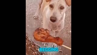 This Dog Begged for Food… The Reason Will Break Your Heart 🐶💔 #youtubeshorts