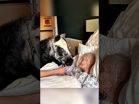 Последнее желание — обнять пони 💔