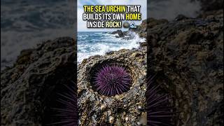 The Sea Urchin That Builds Its Own Home Inside Rock #seaurchins #nature #animals #seashell #wildlife