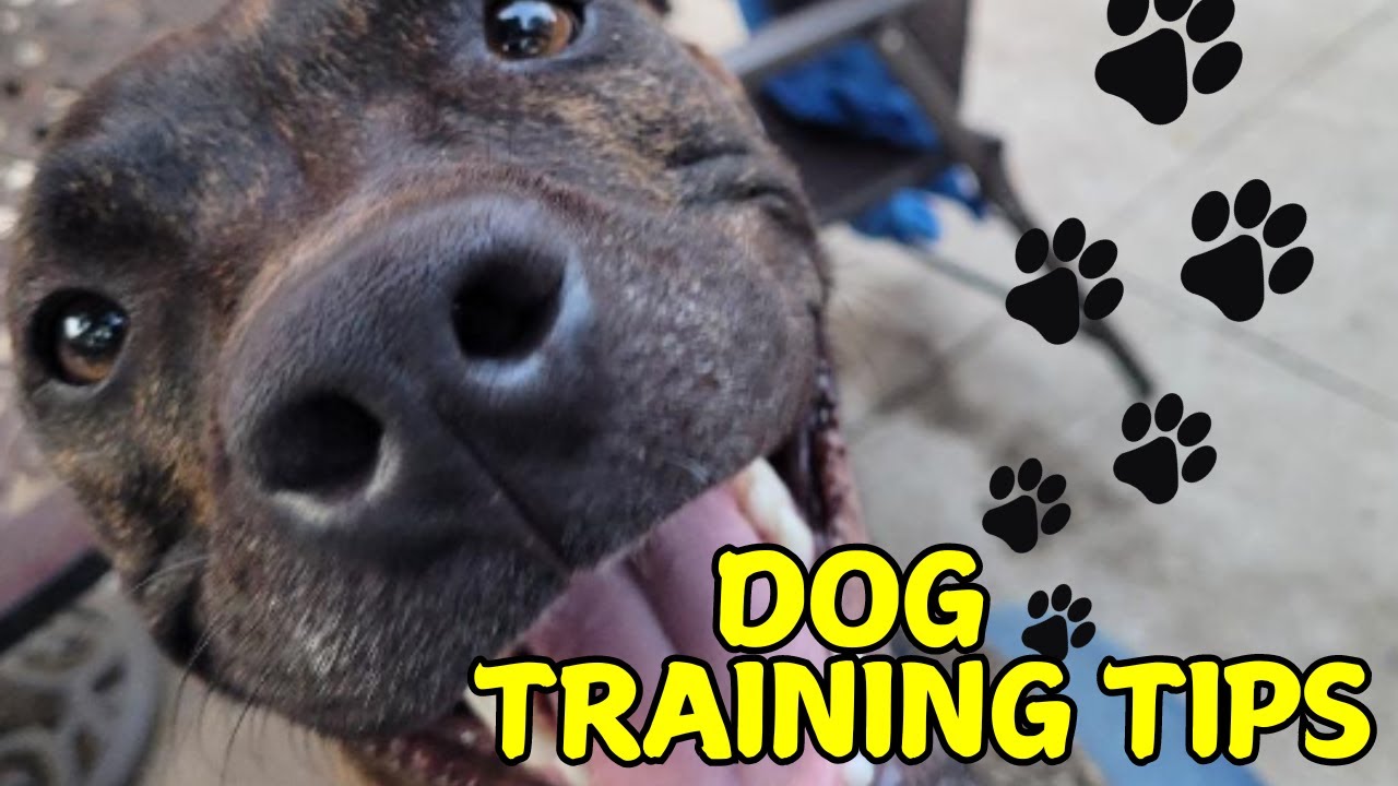 Dog Training Tips (featuring Denver the Dog) - YouTube