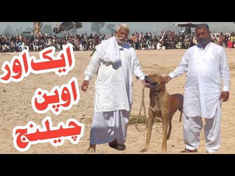 Baba Riaz 2 Another challenge of Baba Riaz Dhlo Sahib | champion bully dog sawan ...