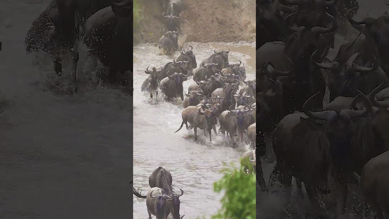 Wildebeest herd crossing the river during 