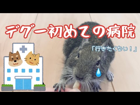 デグー ねずみさん初めて動物病院へ行く 極度の緊張で自殺する場合がありますがご了承ください え Youtube