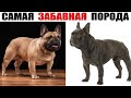 Французский Бульдог – Забавный Добряк с Бойцовскими Предками