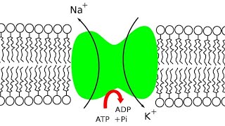 مضخة صوديوم- بوتاسيوم.... وحدة الاتصال العصبي | بكالوريا