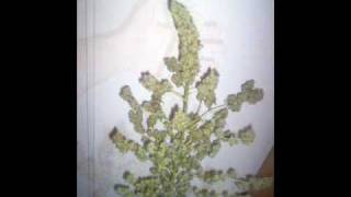 CFL Grow Harvest