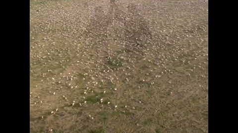 سورة الإخلاص 💚 تلاوة قصيره