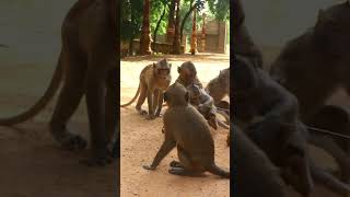 Monkey video  Prank monkey #funny #monkey #monkeyvideo #animals #funnyanimal #monkeyshow #animals