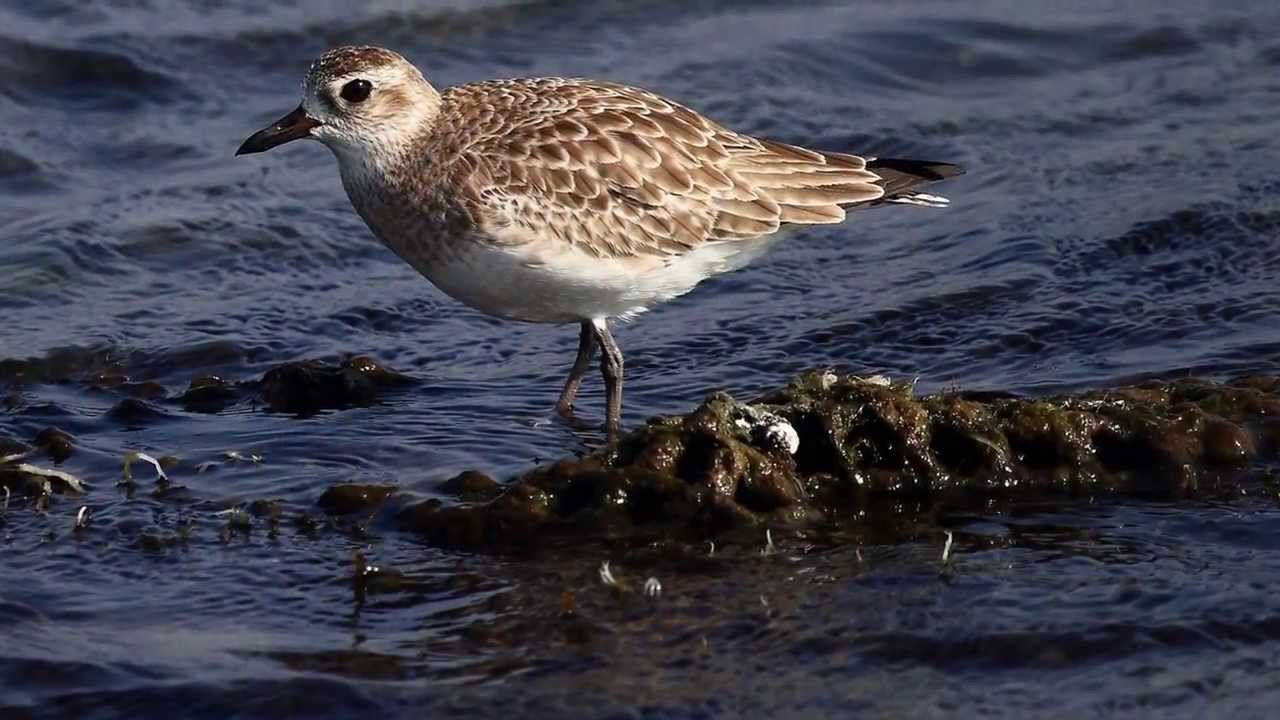 BIRD PHOTO OF THE YEAR 2013