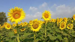 Köye Giden Yolda Ayçiçeği Tarlası.