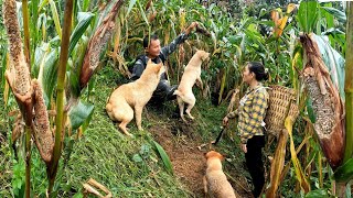 The rats were destructive and the dogs ended up with good food, Life with Passion