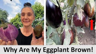 Why Are My Eggplant Turning Brown? Backyard Garden Problems & How to Fix It | Summer Gardening Tips