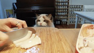 [My life with 11 Cats #1] Cat toy, Thai food, Cat nutritional supplements