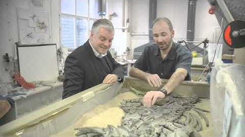 The Dinosaur Gallery Star Objects: The New Plesiosaur