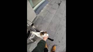 Elebaslari Bu Amirim Kediler I Isahipsizdegildir