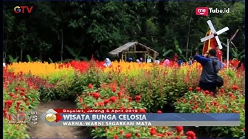 Taman Bunga Celosia Pikat Pengunjung dengan Warna-warni Tanaman Cantik untuk Berswafoto - BIP 07/04