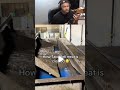 Is THIS Meat Processing FAKE? You Won't Believe This! #shorts