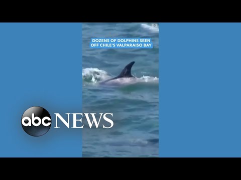 Dozens of dolphins made a splash off the coast of Chile.