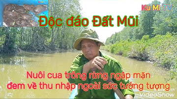 #nuôi cua biển ở Đất Mũi, cua ngon