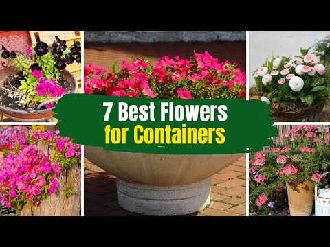 Video: Potted Plants For Full Sun