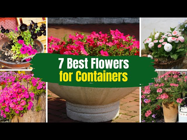 7 Best Flowers for Containers 🌺 in Full Sun 🌻 class=