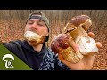 Mushroom Hunting TV: The hunt for the last porcini mushrooms!
