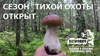 VLOG: УДОВОЛЬСТВИЕ от похода в лес. Сентябрь 2020.